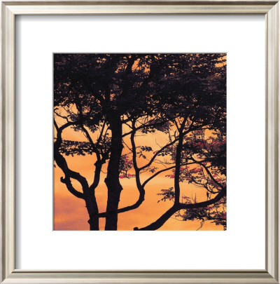 Sunset Forest Iv by M.J. Lew Pricing Limited Edition Print image