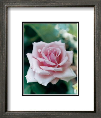 Rose I by Howard Sooley Pricing Limited Edition Print image
