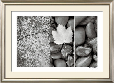 Nature Trio by Alan Majchrowicz Pricing Limited Edition Print image