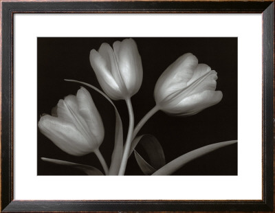 Tulips by Jan Schou Pricing Limited Edition Print image