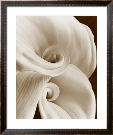 Fleur No. 1 by Sondra Wampler Pricing Limited Edition Print image