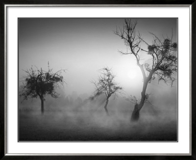 Baume Im Nebel Ii by Tom Weber Pricing Limited Edition Print image