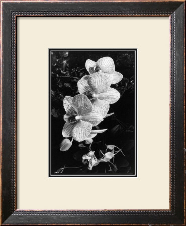 Striking Orchids Ii by Laura Denardo Pricing Limited Edition Print image