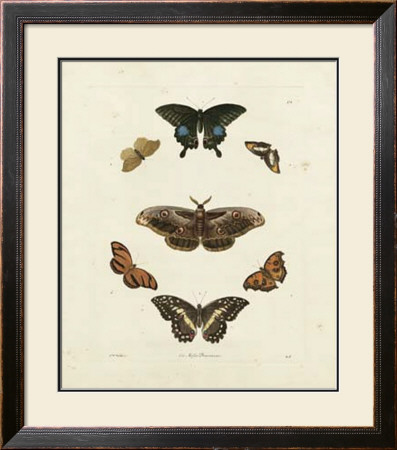 Butterflies Iii by George Wolfgang Knorr Pricing Limited Edition Print image