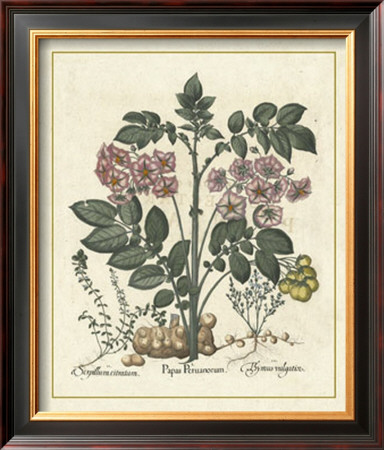 Besler Floral V by Basilius Besler Pricing Limited Edition Print image