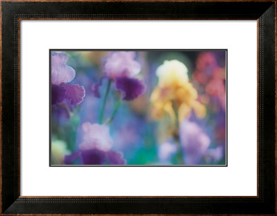 Bearded Irises by Eddie Soloway Pricing Limited Edition Print image