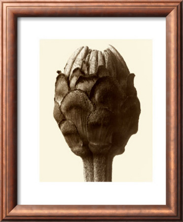 Zinnia Elegans, Zinnia by Karl Blossfeldt Pricing Limited Edition Print image