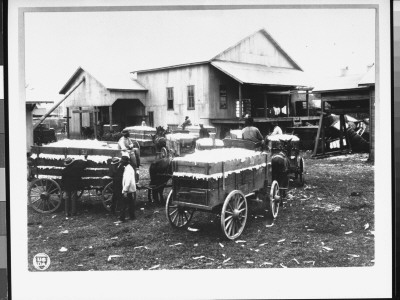 Wagons Full Of Cotton, Outside Community Cotton Gin Owned And Operated By Black People by George W. Ackerman Pricing Limited Edition Print image