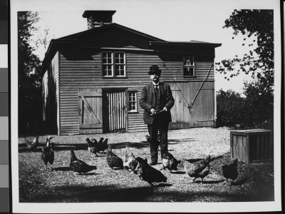 Mr. Fredermant Canfield Feeding The Chickens In Front Of A Barn by Wallace G. Levison Pricing Limited Edition Print image