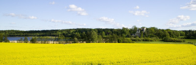 A Field Of Yellow Flowers, Castle Ruins In The Distance by Baldur Bragason Pricing Limited Edition Print image