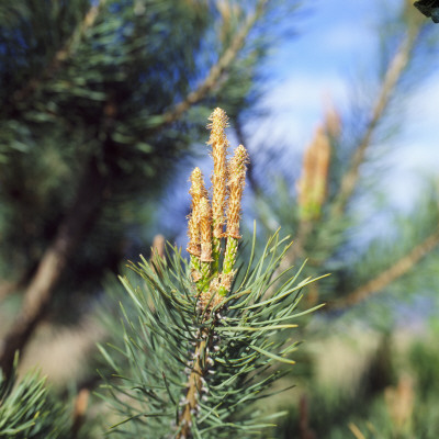 Close-Up Of A Plant by Bjorn Alander Pricing Limited Edition Print image