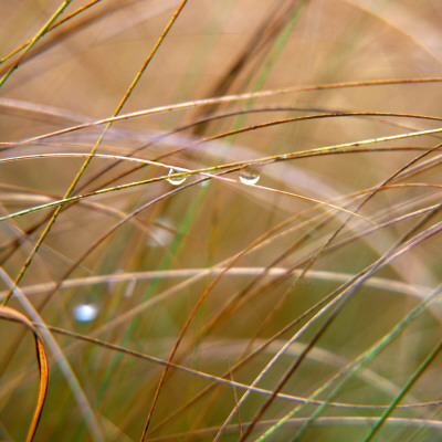 Water Drops On Withered Straws by Inge Ekstrom Pricing Limited Edition Print image
