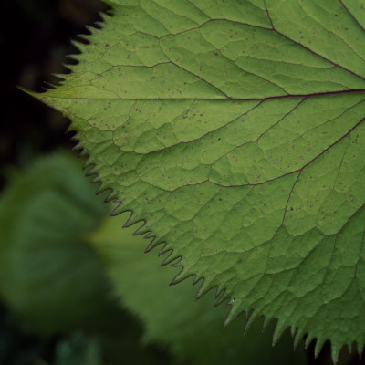 Close Up Of A Green Leaf by Lars Dahlstrom Pricing Limited Edition Print image