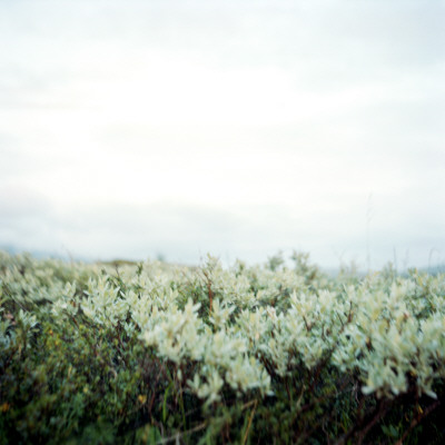 Wild Flowers, Jamtland, Sweden by Maria Olsson Pricing Limited Edition Print image