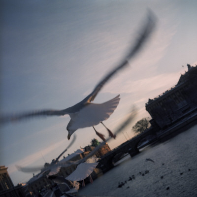 Seagulls In Stockholm, Sweden by Mikael Andersson Pricing Limited Edition Print image