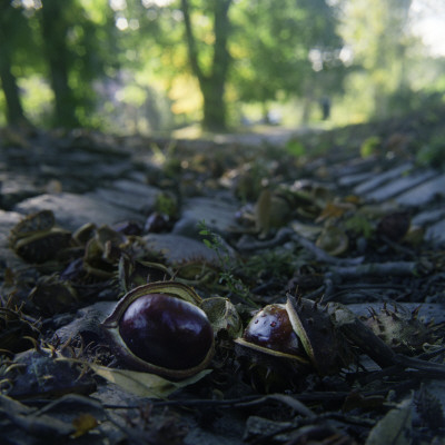 Chestnuts by Mikael Andersson Pricing Limited Edition Print image