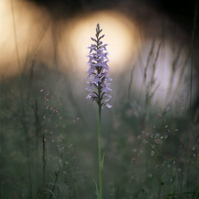 A White Flower by Ove Eriksson Pricing Limited Edition Print image