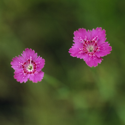 Two Pink Flowers On Green Background by Ove Eriksson Pricing Limited Edition Print image