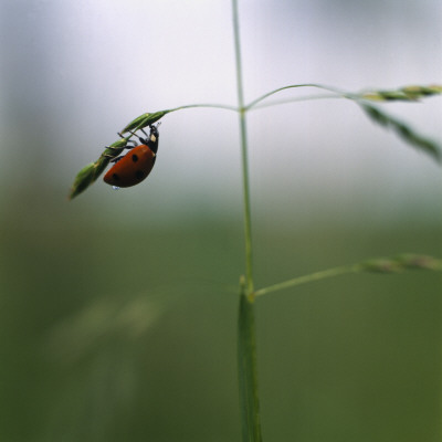 A Ladybird by Ove Eriksson Pricing Limited Edition Print image