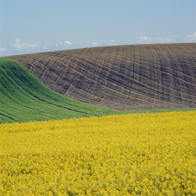 A Field by Ove Eriksson Pricing Limited Edition Print image