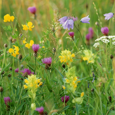 Colourful Wild Flowers In A Field by Ove Eriksson Pricing Limited Edition Print image