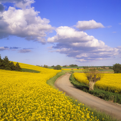 Dirt Road Passing Through A Field by Ove Eriksson Pricing Limited Edition Print image