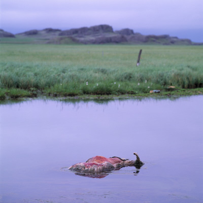 A Dead Goat Floating In Water by Throstur Thordarson Pricing Limited Edition Print image