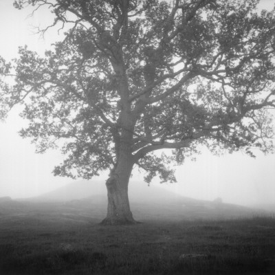 A Lone Tree In The Fog, Sweden by Martina Sjaunja Pricing Limited Edition Print image