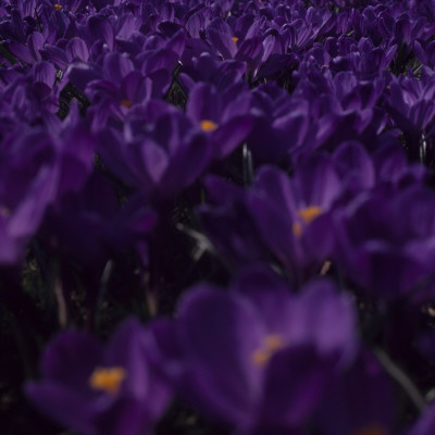 Close-Up Of Crocus Flowers by Kent Klich Pricing Limited Edition Print image