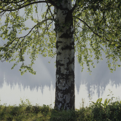A Birch Tree, Sweden by Mikael Andersson Pricing Limited Edition Print image