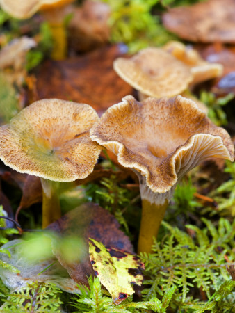 Close-Up Of Mushrooms Growing In Grass by Anders Ekholm Pricing Limited Edition Print image