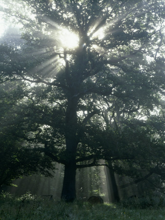 Oak, Foggy Sunrise, Skane, Sweden by Anders Ekholm Pricing Limited Edition Print image
