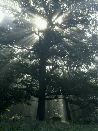 Oak, Foggy Sunrise, Skane, Sweden by Anders Ekholm Pricing Limited Edition Print image