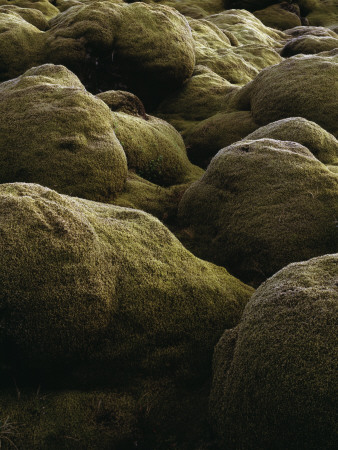 Mossy Lava Field In Iceland by Anders Ekholm Pricing Limited Edition Print image