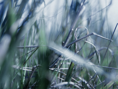 Close-Up Of Grass In A Field by Atli Mar Pricing Limited Edition Print image