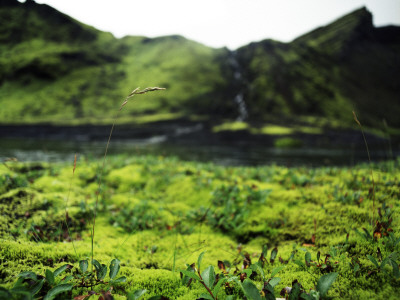 Scant Vegetation Of Icelandic Highlands by Atli Mar Hafsteinsson Pricing Limited Edition Print image