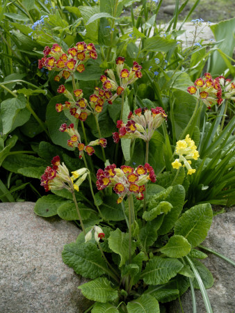 Red Flowers Growing Between Rocks In A Garden by Anna G Tufvesson Pricing Limited Edition Print image