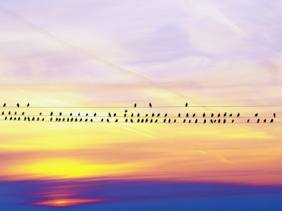 Birds Sitting On Power Lines by Frank Chmura Pricing Limited Edition Print image