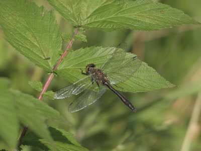 Dragonfly by Dmitry Volkov Pricing Limited Edition Print image