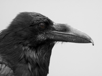 Raven At Bryce Canyon by Frederic Labaune Pricing Limited Edition Print image