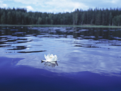 Water Lily In A Lake by Fredrik Reuterhll Pricing Limited Edition Print image