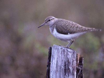 A Common Sandpiper (Actitis Hypoleucos) by Hannu Hautala Pricing Limited Edition Print image
