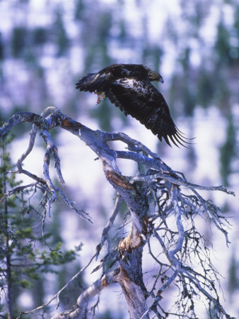 Bird Flying Over A Branch Of A Tree by Hannu Hautala Pricing Limited Edition Print image