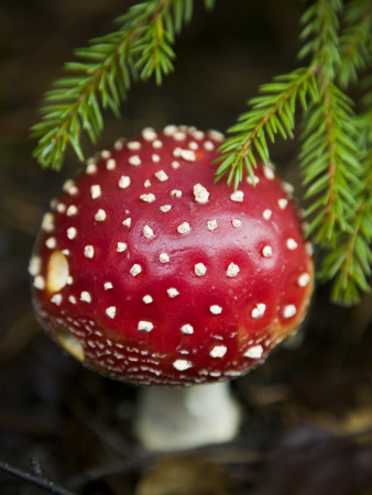 Close-Up Of A Fly Agaric Mushroom (Amanita Muscaria) by Jann Lipka Pricing Limited Edition Print image