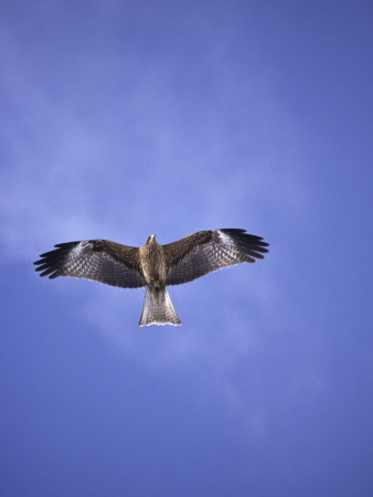 A Falcon In The Sky by Hannu Hautala Pricing Limited Edition Print image
