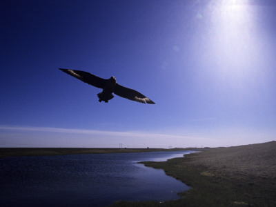 A Great Skua by Hannu Hautala Pricing Limited Edition Print image