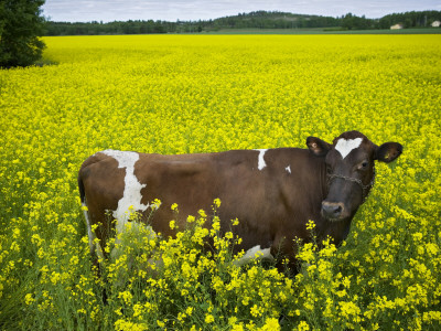 A Cow In A Meadow In Sweden by Jann Lipka Pricing Limited Edition Print image