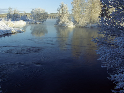 Snow Covered Trees At The River Side by Gunnar Larsson Pricing Limited Edition Print image