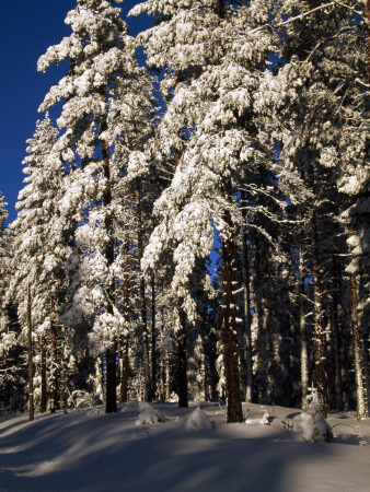 Snow Covered Trees In The Forest by Gunnar Larsson Pricing Limited Edition Print image