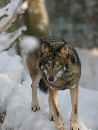 Wolf Standing On A Snow Covered Log by Jorgen Larsson Pricing Limited Edition Print image